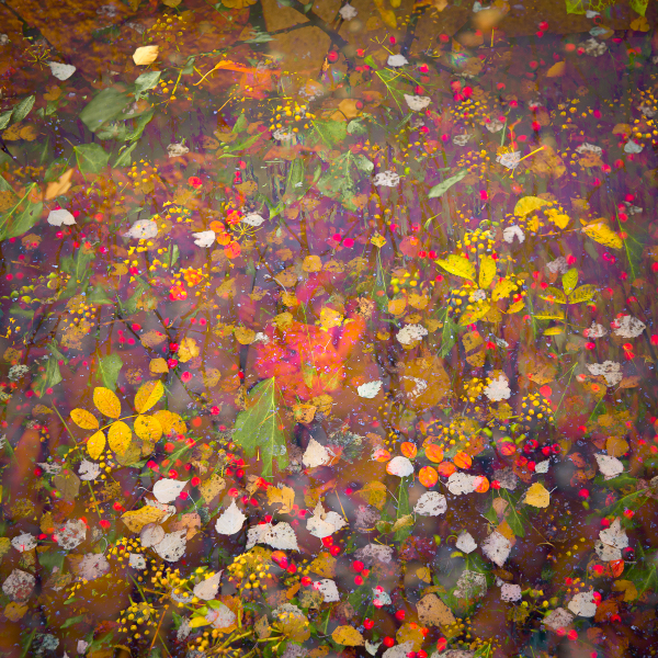1-autumn-colours-hedgerow-tapestry