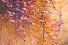 3-autumn-colours-impression-with-birch-twigs