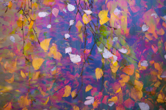 4-autumn-colours-hedgerow-leaves