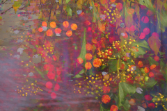 6-autumn-tapestry- hedgerow-berries