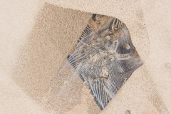 coastal-impressions- Holme-John-Dory