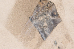 coastal-impressions- Holme-John-Dory