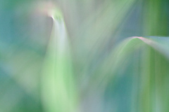 Impressionist-grasses