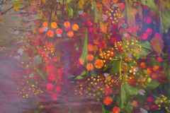 6-autumn-tapestry- hedgerow-berries