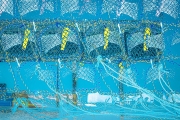 Netted 2