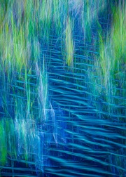 saltmarsh-blues