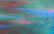 saltmarsh-blues
