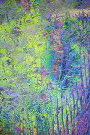 saltmarsh-blues