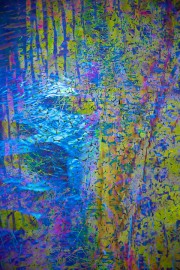 saltmarsh-blues