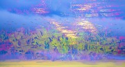 saltmarsh-blues