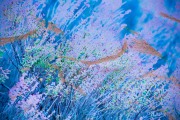 saltmarsh-blues