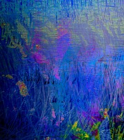 saltmarsh-blues