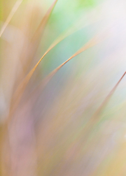 Impressionist-grasses