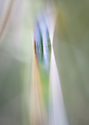 Impressionist-grasses