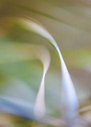 Impressionist-grasses