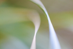 THE RHYTHM OF GRASSES