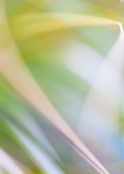 Impressionist-grasses