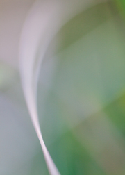 Impressionist-grasses