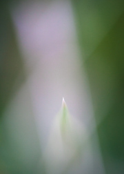 Impressionist-grasses