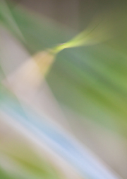 Impressionist-grasses