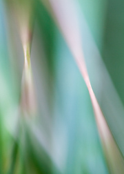 Impressionist-grasses