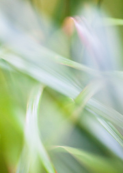 Impressionist-grasses