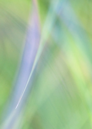 Impressionist-grasses