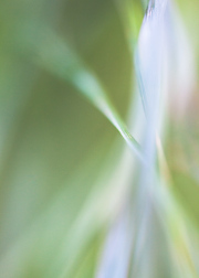 Impressionist-grasses