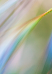 Impressionist-grasses