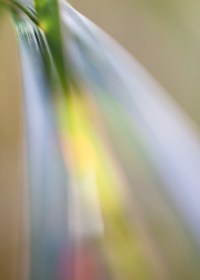 Impressionist-grasses