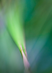 Impressionist-grasses
