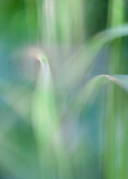 Impressionist-grasses