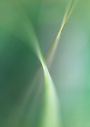 Impressionist-grasses