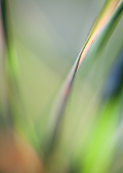 Impressionist-grasses