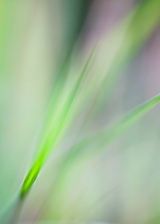 Impressionist-grasses