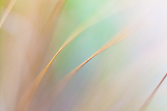 Impressionist-grasses