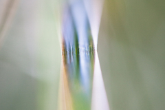 Impressionist-grasses