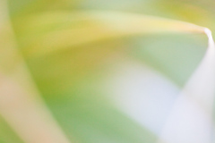 Impressionist-grasses