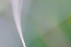 Impressionist-grasses