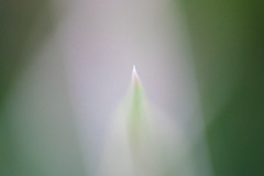 Impressionist-grasses