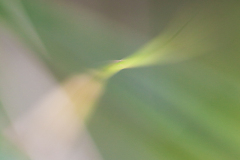 Impressionist-grasses