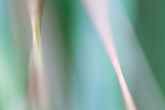 Impressionist-grasses