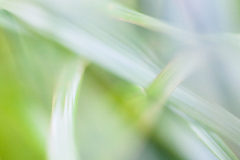 Impressionist-grasses