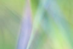 Impressionist-grasses