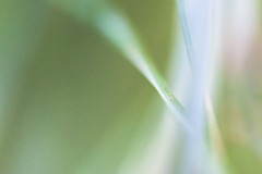 Impressionist-grasses