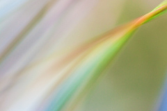 Impressionist-grasses