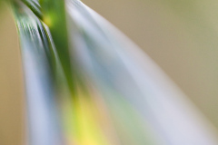 Impressionist-grasses