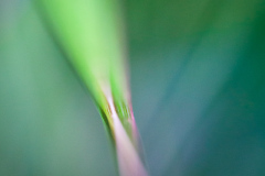 Impressionist-grasses