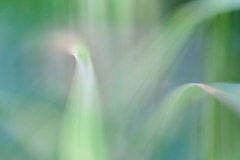 Impressionist-grasses