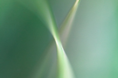 Impressionist-grasses